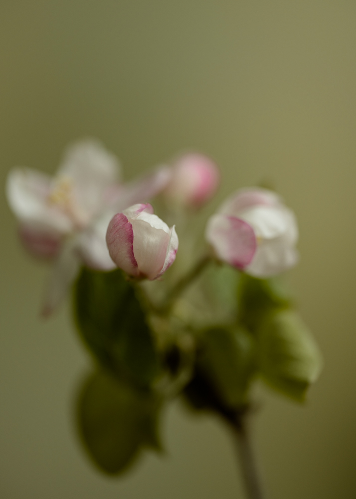 Apple Blossoms