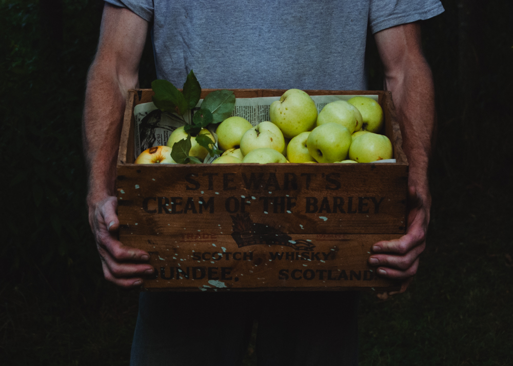 Apple harvest