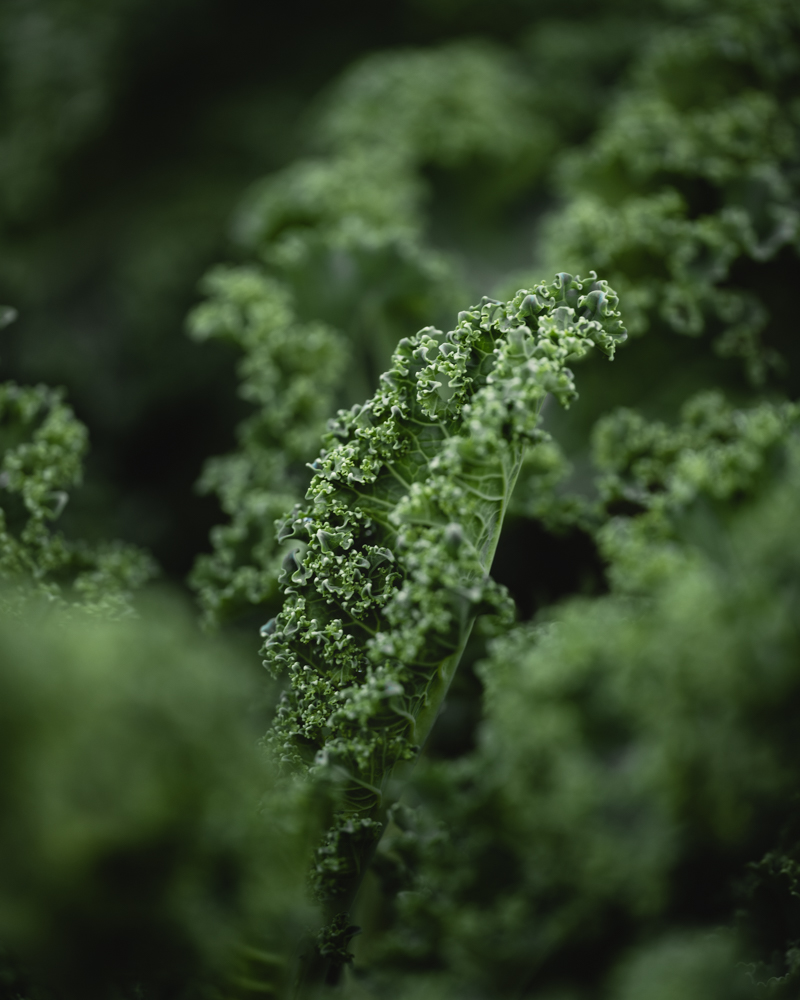 Organic Kale